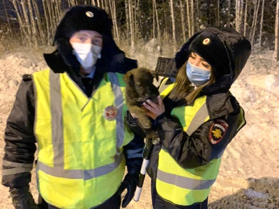 Сотрудники ГИБДД в ХМАО спасли щенка из-под капота автомобиля