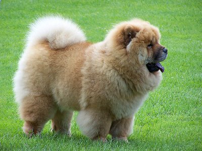 Большая китайская собака на платформе L.E.M.O.N. - Haval Big Dog
